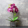 Purple Orchid in Glass Pot - Love Roobarb