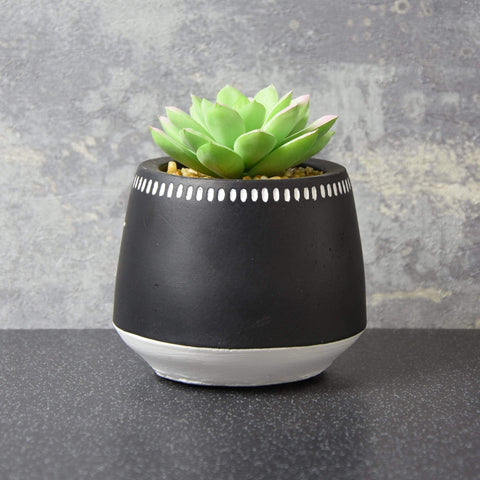 Succulent in a Ceramic Pot - Love Roobarb